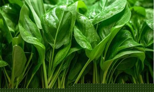 菜论坛担保：菠菜排名网(进口菠菜种子公司排名)